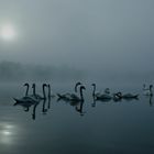 Swans