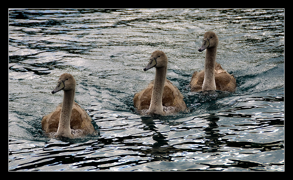 swans