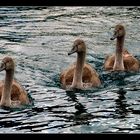 swans