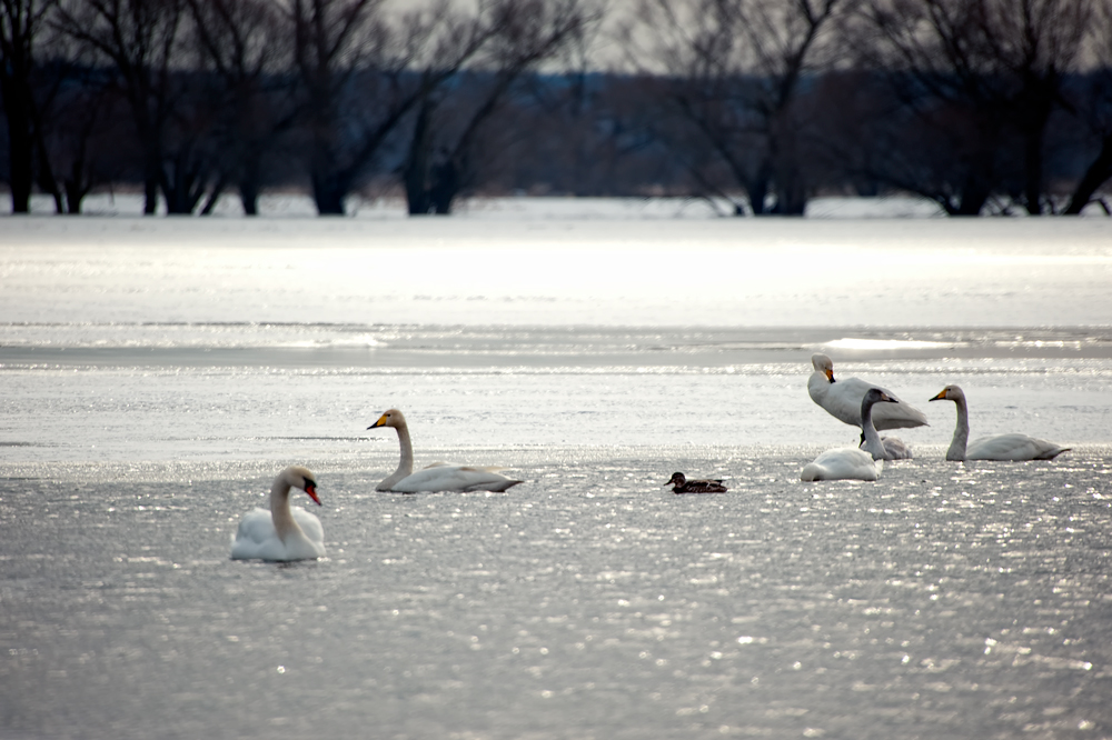 Swans