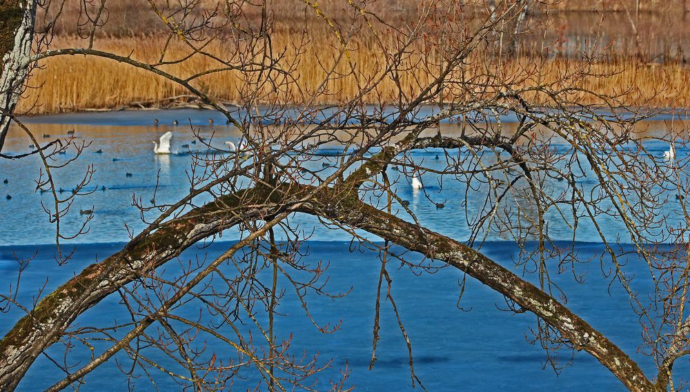 Swans and Birds on frozen River Rhine in Rüdlingen Schaffhausen