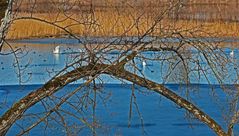 Swans and Birds on frozen River Rhine in Rüdlingen Schaffhausen