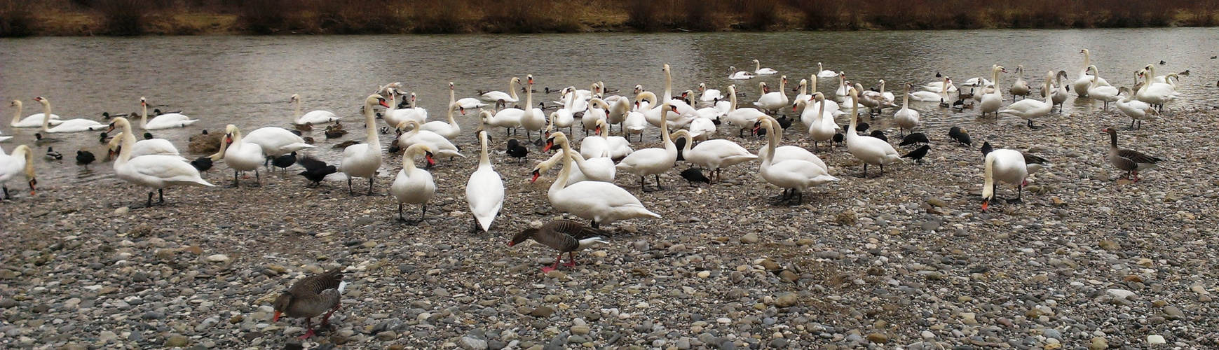 swans and ducks