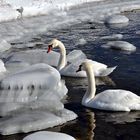 swans and ice