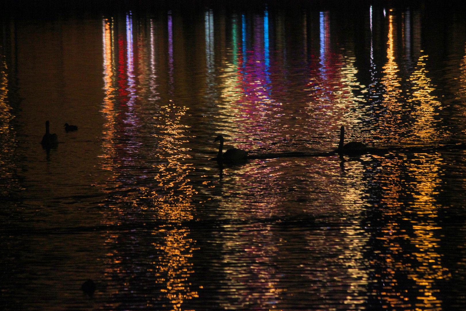 Swans and Light