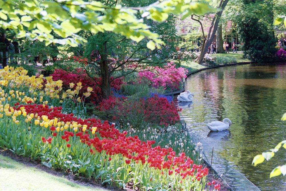 Swans at Keukenhof Gardens