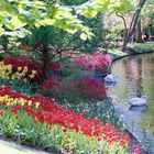 Swans at Keukenhof Gardens