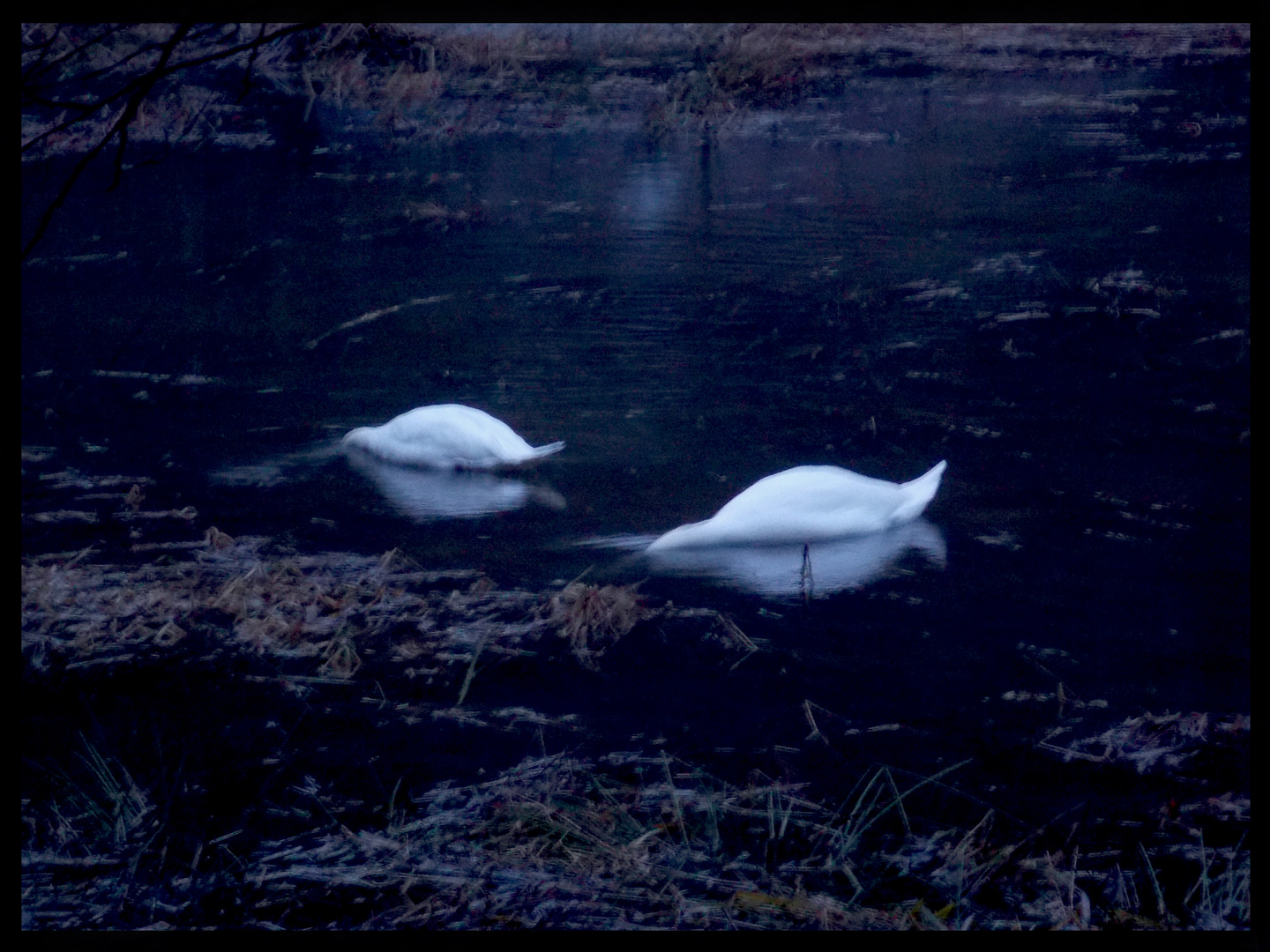 Swans at Night