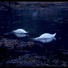 Swans at Night