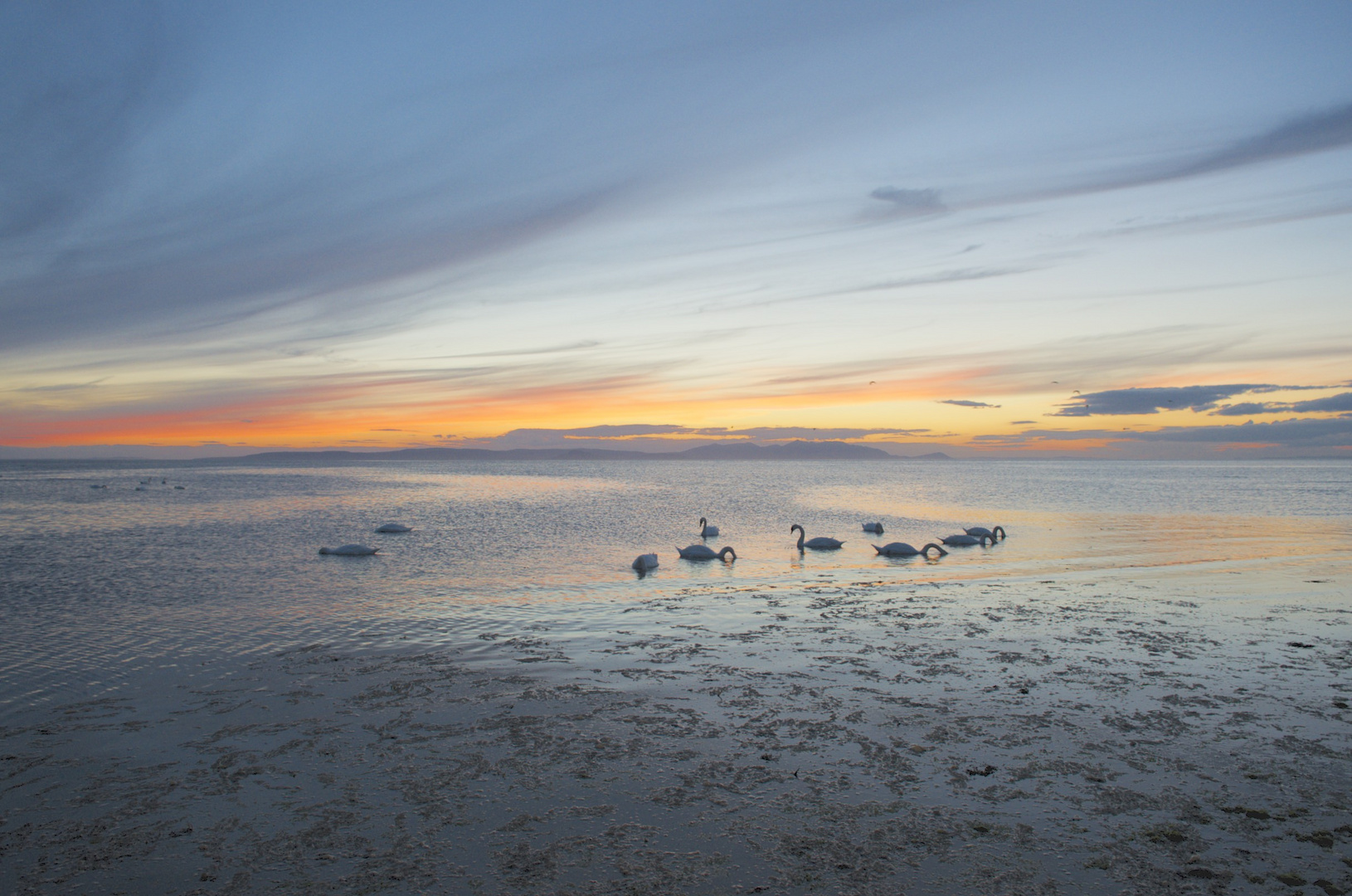 Swans at Sunset