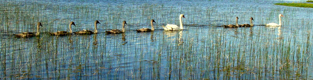 swans