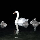 Swans by night (Cygnus olor)
