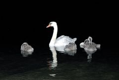 Swans by night (Cygnus olor)