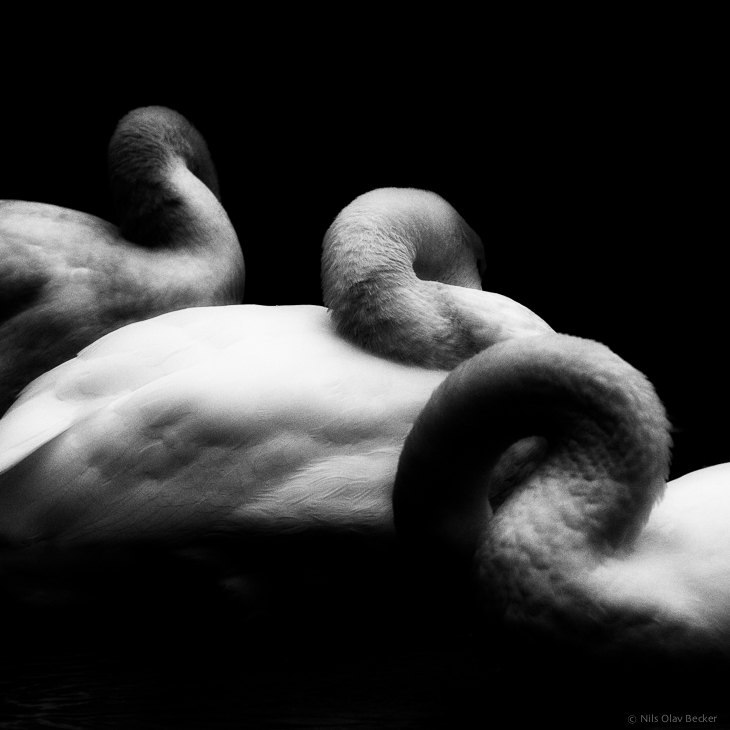 Swans