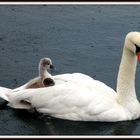 Swans