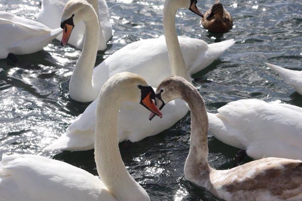 Swans