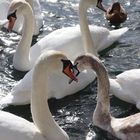 Swans