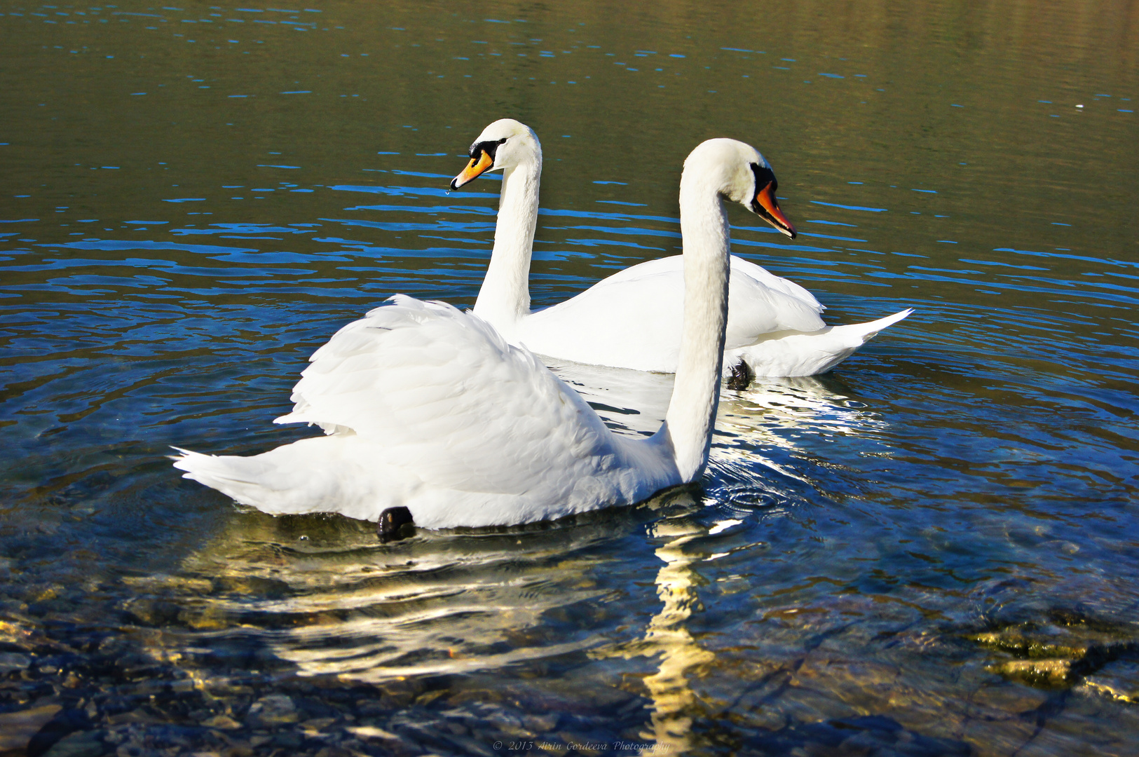 Swans dances