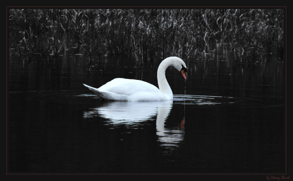 Swan(s)