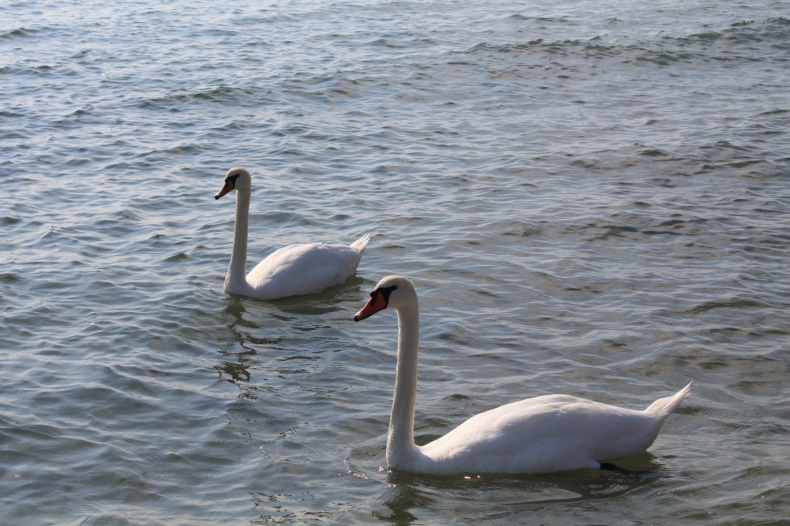 swans