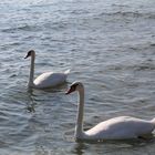 swans