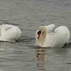 Swans fighting, they mate for life so like all of us they fall out too.