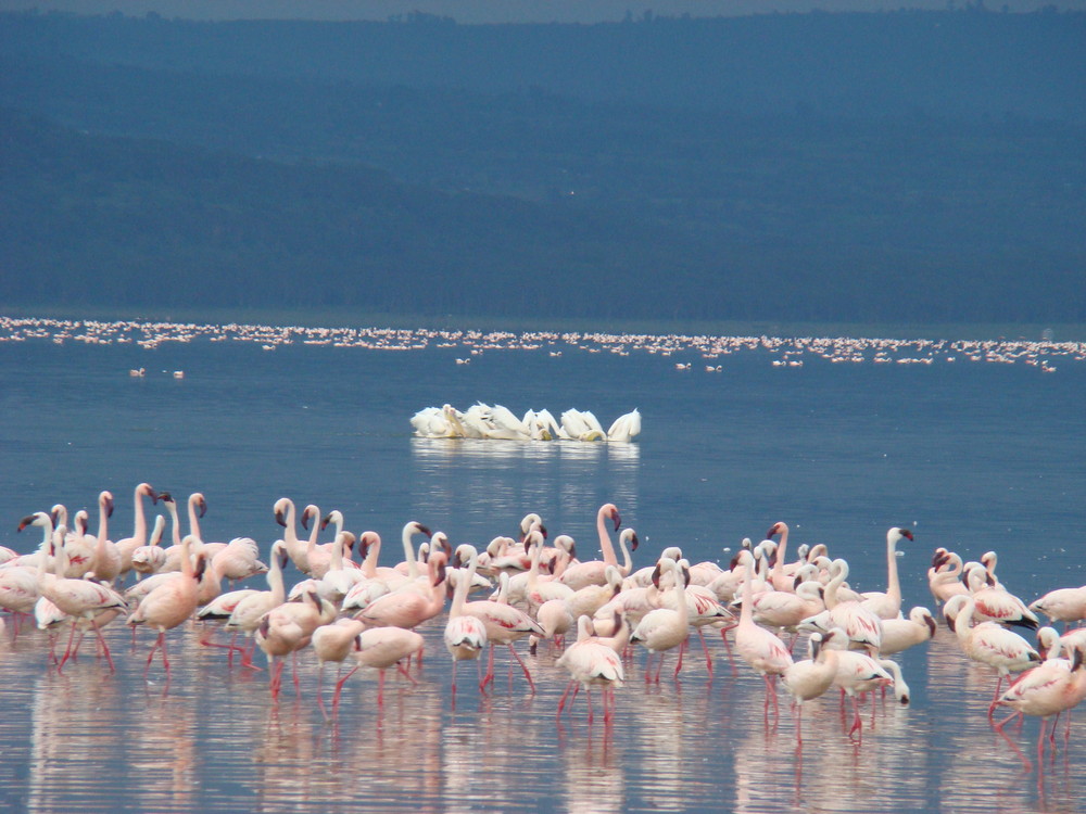 Swans & Flamingo