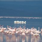 Swans & Flamingo