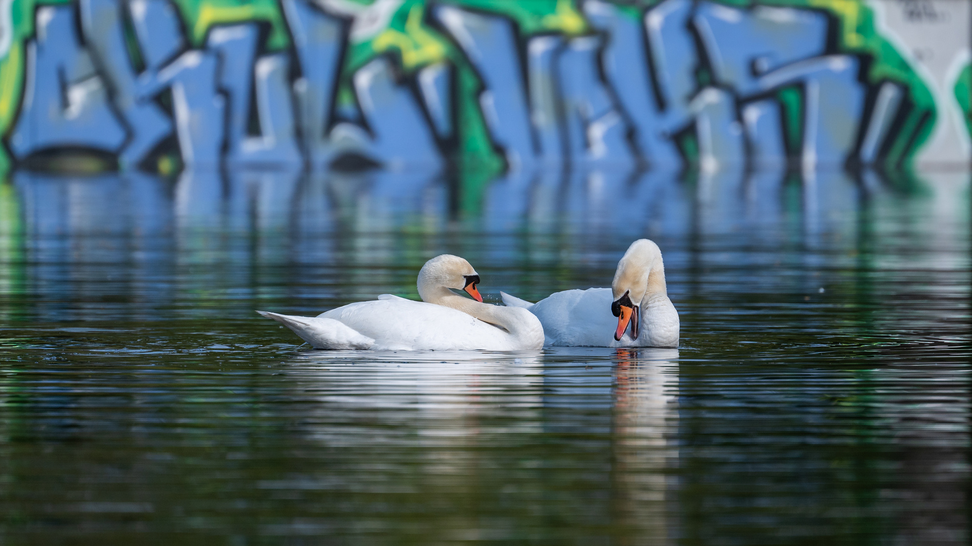 Swans from da hood