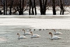 swans II