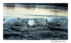 swans in circle