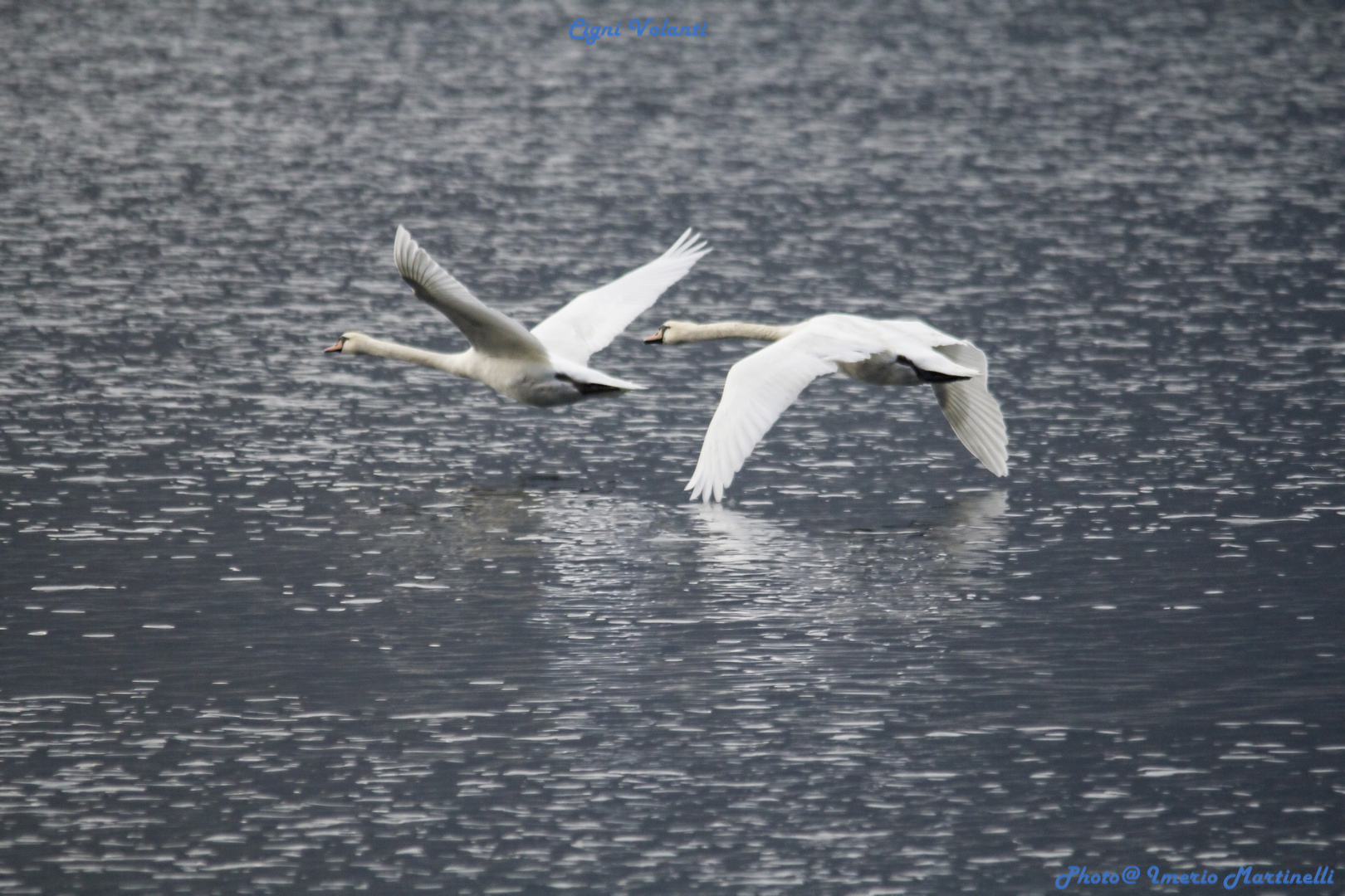 Swans in flight