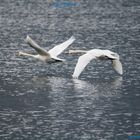 Swans in flight