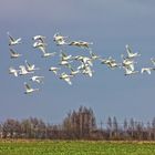 Swans in Flight