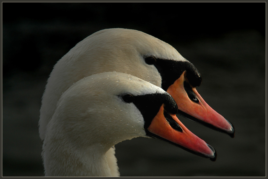 swans in love .