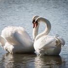 Swans-In-Love 2