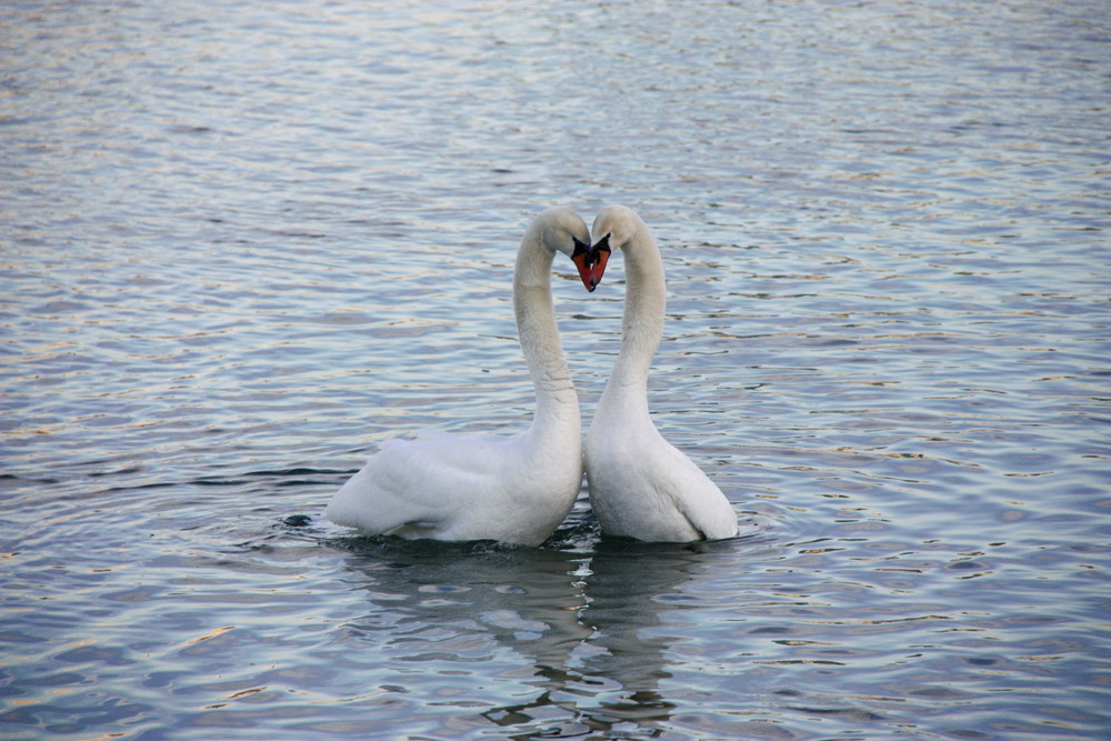 Swans in love