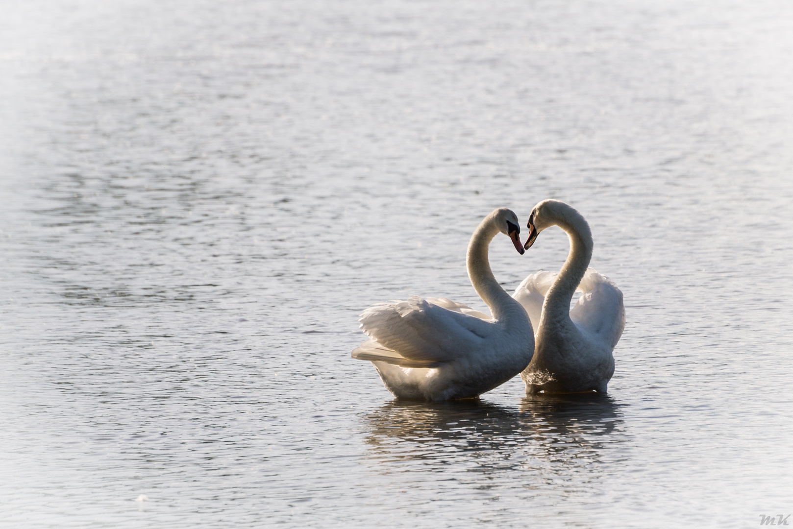 Swans-In-Love