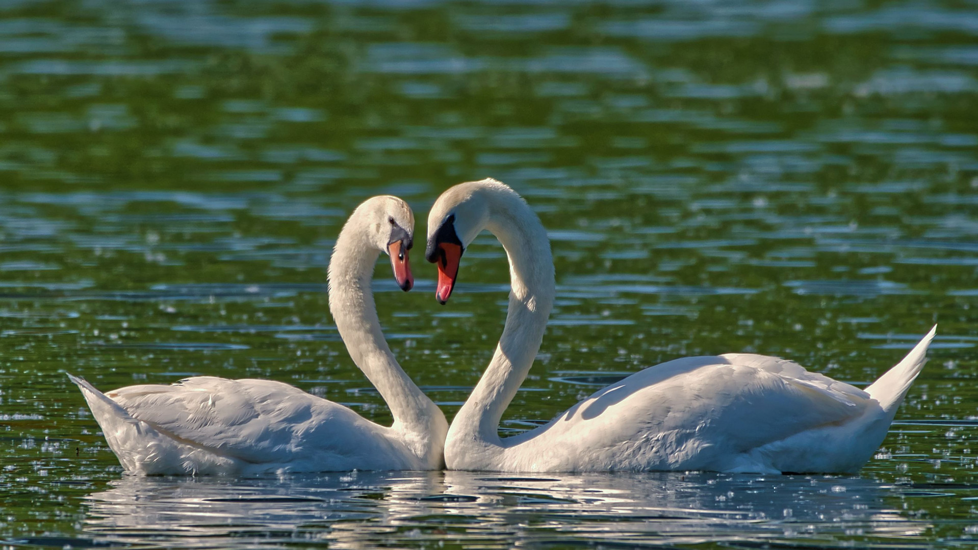 Swans in Love