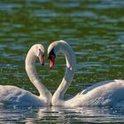 Swans in Love