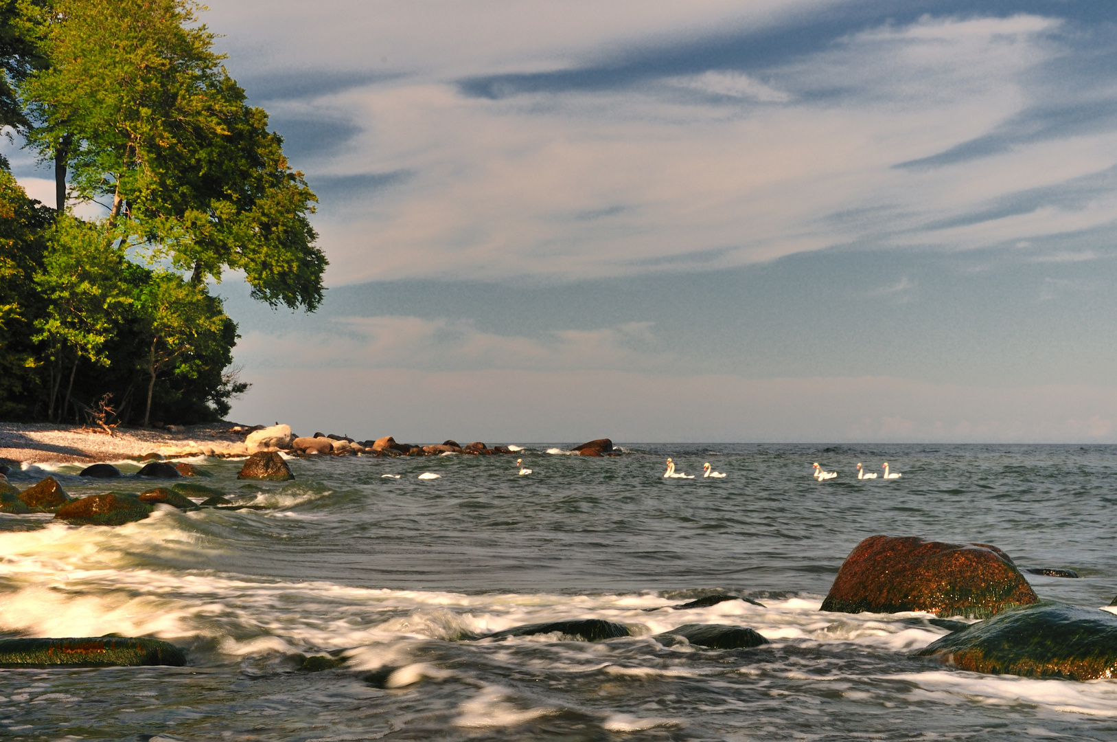 swans in the East Sea ...