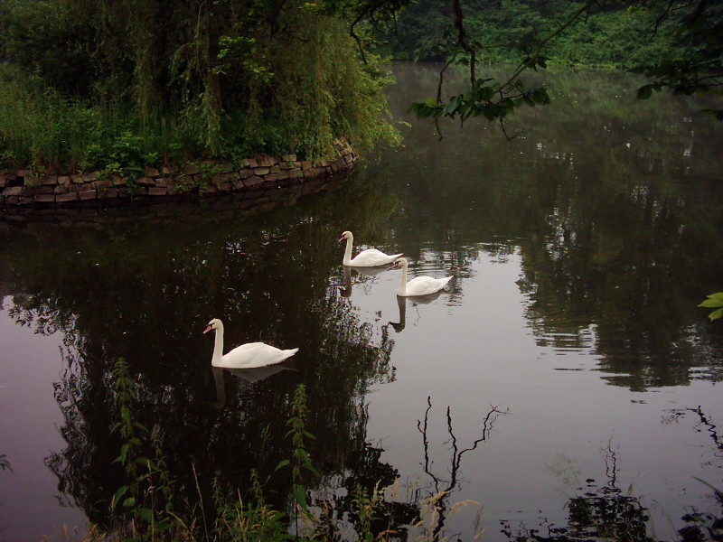 Swan's lake