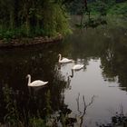 Swan's lake