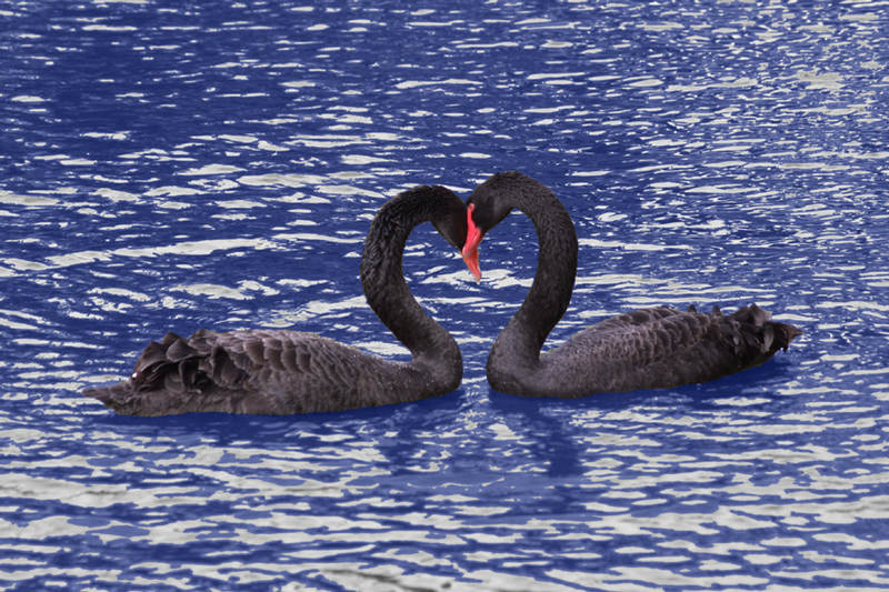 Swans Love 02