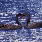 Swans Love 02