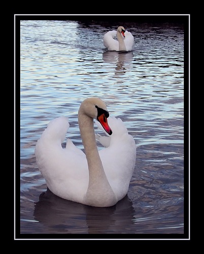 Swans of Nymphenburg