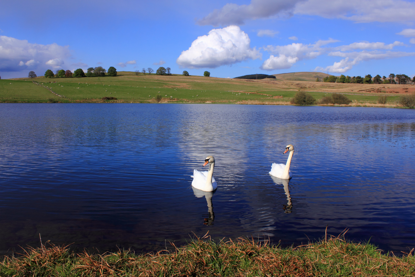 Swans On Cocksburn Reservoir, Stirling