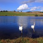 Swans On Cocksburn Reservoir, Stirling