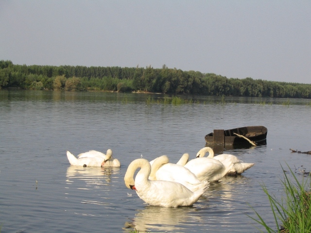 swans on Danube