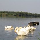 swans on Danube